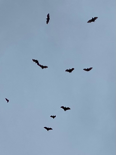 Straw-coloured Fruit Bat