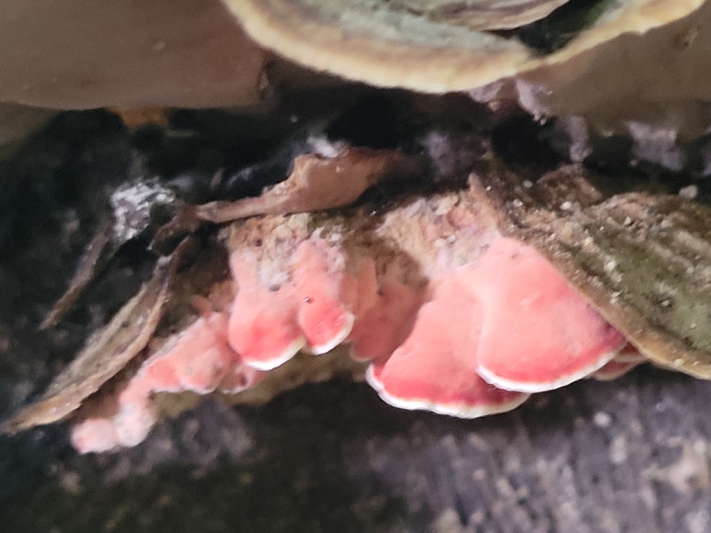 Coral-pink Merulius · August 2026 · photo: Photo: no rights reserved · iNaturalist