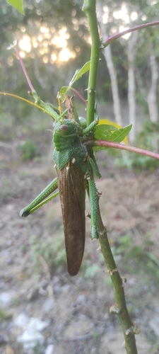 Violet-winged Grasshopper