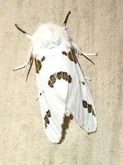 Euerythra trimaculata