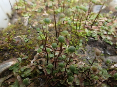 Mannia pilosa