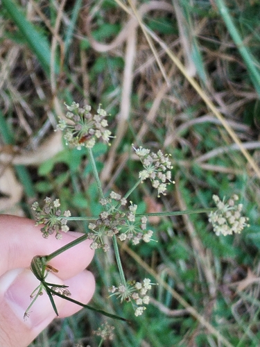 Dichoropetalum carvifolia, photograph 1