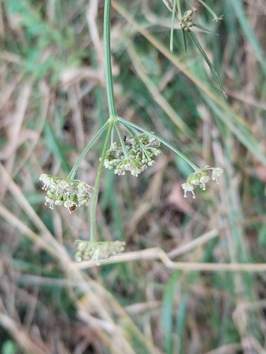 Dichoropetalum carvifolia, photograph 2