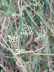 Dichoropetalum carvifolia, photograph Dino Babić, CC BY, iNaturalist via GBIF