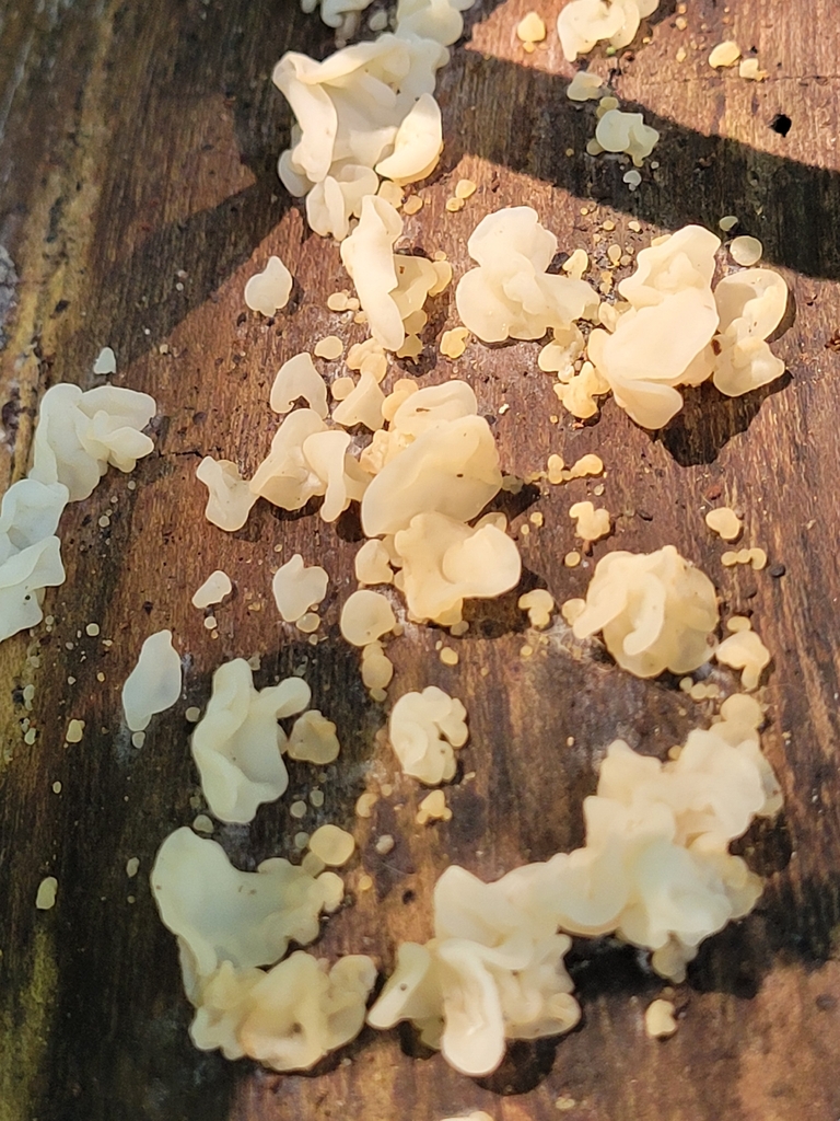white jelly fungus · August 2026 · photo: Photo: no rights reserved · iNaturalist
