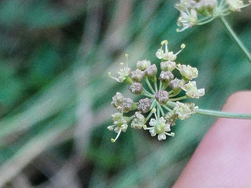Dichoropetalum carvifolia, photograph 3