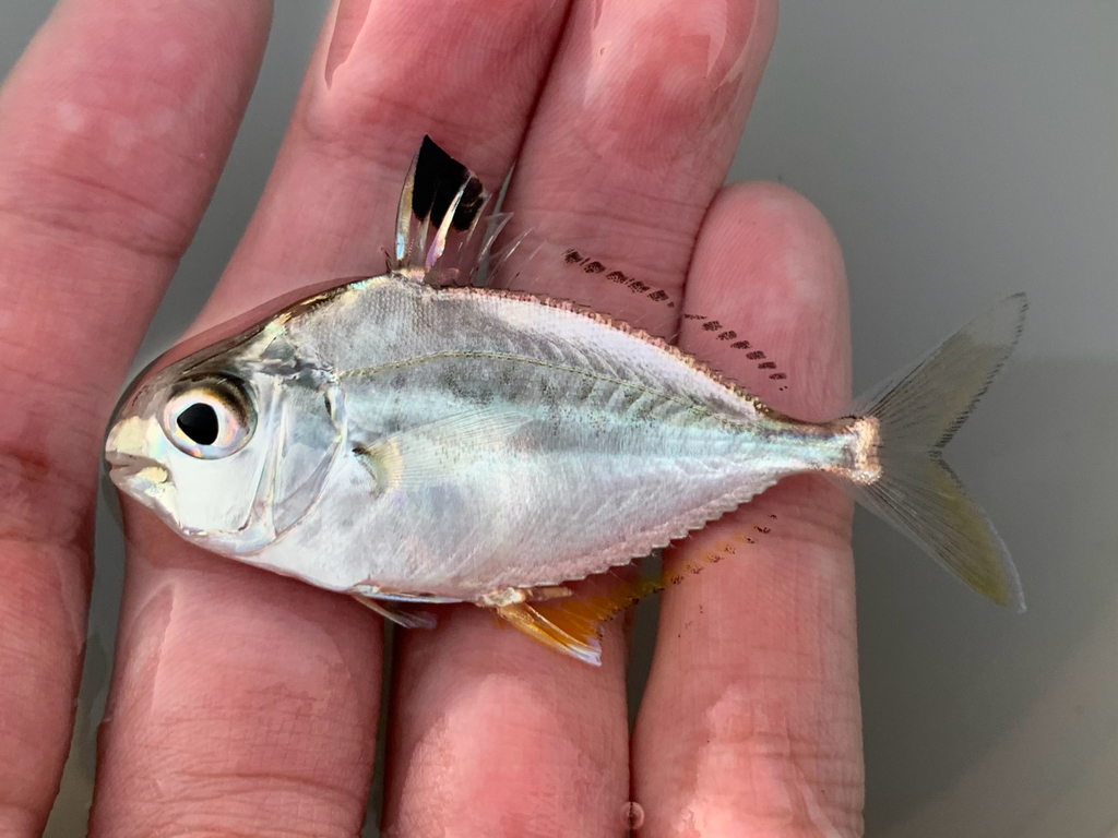 Black tipped ponyfish (Eubleekeria splendens) — Leiognathidae