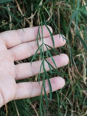 Dichoropetalum carvifolia, photograph Dino Babić, CC BY, iNaturalist via GBIF