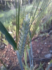 Hordeum vulgare