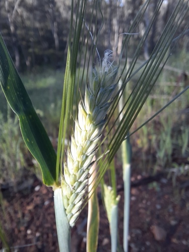 Hordeum vulgare, photograph 3