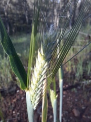 Hordeum vulgare, photograph (c) spacegecko, some rights reserved (CC BY)