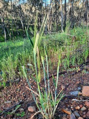 Hordeum vulgare, photograph (c) spacegecko, some rights reserved (CC BY)