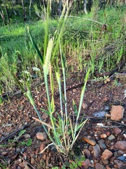 Hordeum vulgare, photograph (c) spacegecko, some rights reserved (CC BY)