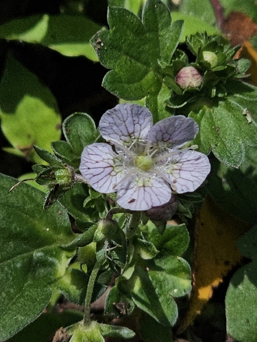 Phacelia platycarpa observed 2026-08-09