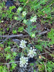 Pimelea humilis, photograph (c) spacegecko, some rights reserved (CC BY)