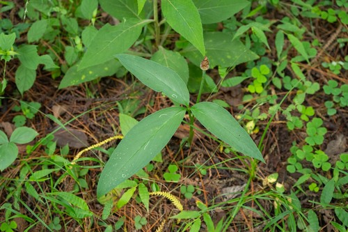 Arisaema yunnanense