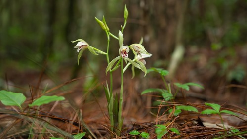 Bamboo-leaf orchid