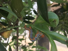 Milionia zonea pryeri