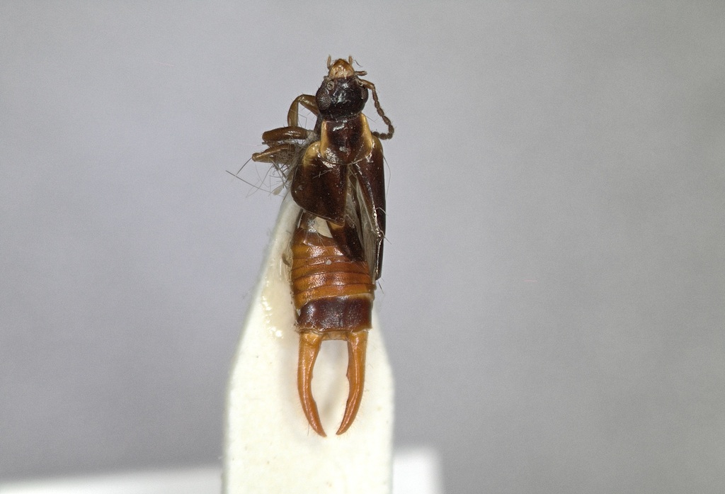 Marava flavohumeralis