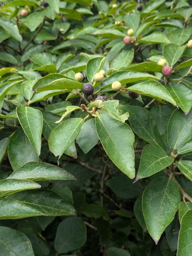 Ficus erecta, photograph 2