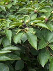 Ficus erecta, photograph (c) Tzu-Neng Yuan, some rights reserved (CC BY)