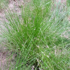 Eleocharis occulta