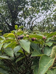 Ficus erecta, photograph (c) Tzu-Neng Yuan, some rights reserved (CC BY)