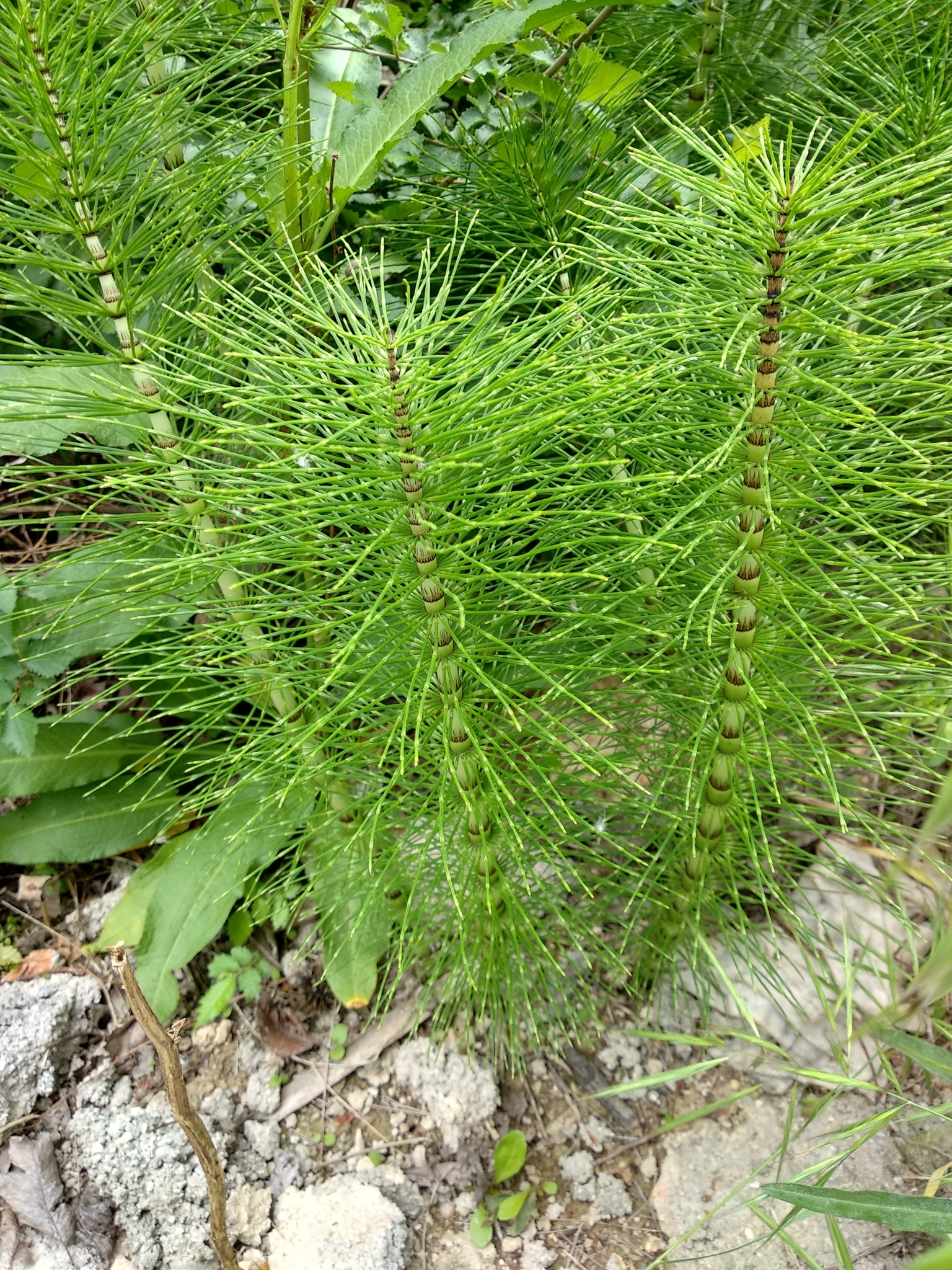 Equisetum telmateia