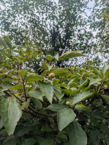 Ficus erecta, photograph 4