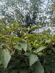 Ficus erecta, photograph (c) Tzu-Neng Yuan, some rights reserved (CC BY)