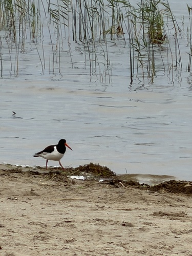 Eurasian Oystercatcher