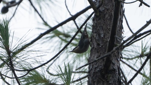 Giant Nuthatch