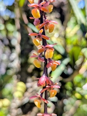 Epidendrum laucheanum
