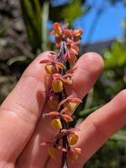 Epidendrum laucheanum, photograph author not stated, no rights reserved