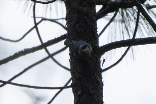 Giant Nuthatch