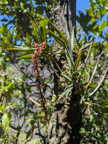 Epidendrum laucheanum, photograph 3