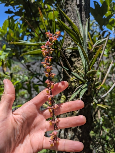Epidendrum laucheanum, photograph 4