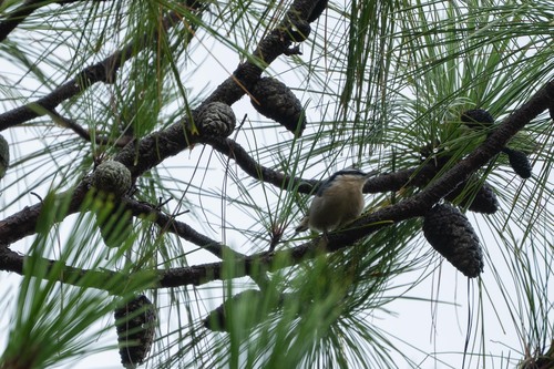 Yunnan Nuthatch