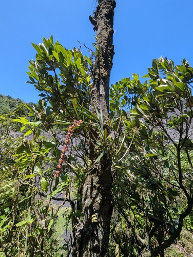 Epidendrum laucheanum, photograph 5