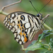 Papilio demoleus malayanus - Photo (c) 106611639464075912591, osa oikeuksista pidätetään (CC BY-NC-SA), lähettänyt 106611639464075912591