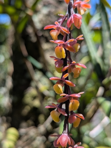 Epidendrum laucheanum, photograph 6