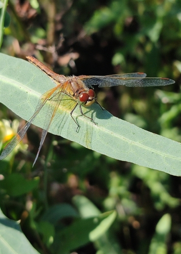 Yellow-winged Darter
