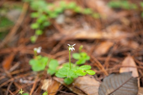 Common Pratia