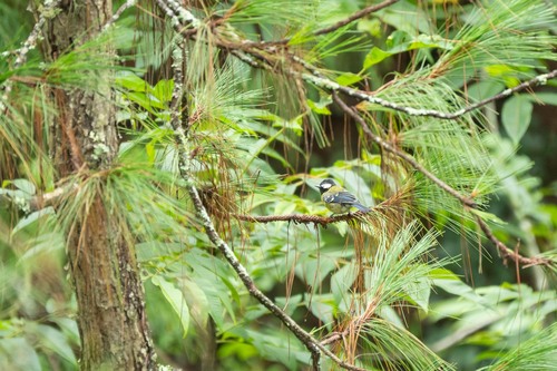 Green-backed Tit