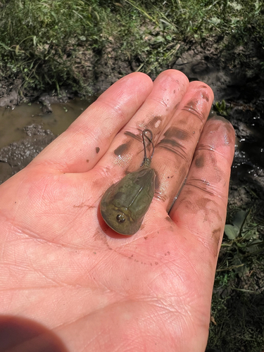 European Tadpole Shrimp