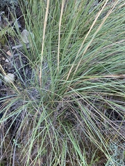 Capeochloa cincta