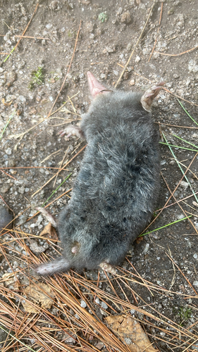 Hairy-tailed Mole observed by colleencirillo