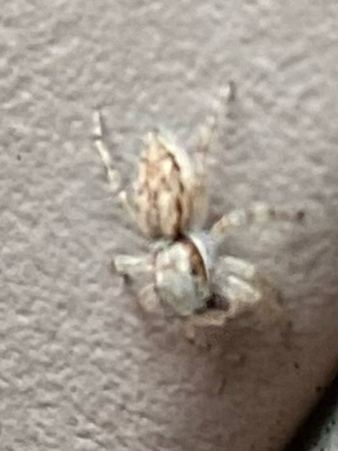 Gray Wall Jumping Spider