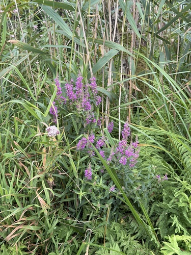 purple loosestrife
