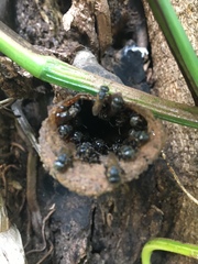 Scaptotrigona postica